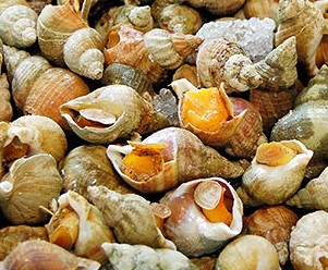 鲜活【东风螺】新鲜野生大海螺 1kg